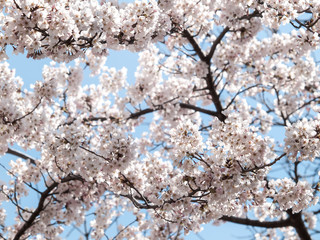 Cherry blossoms or Sakura