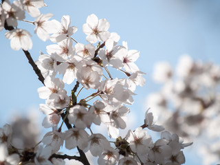 Cherry blossoms or Sakura
