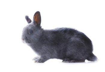 Gray fluffy dwarf rabbit standing on a white background. Isolate