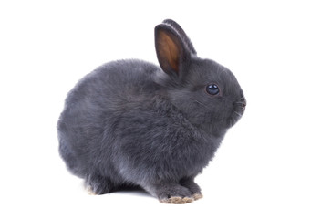 Gray fluffy dwarf rabbit  sits on a white background. Isolated