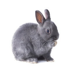 Grey dwarf bunny fluffy licking his paw. Isolated on white background