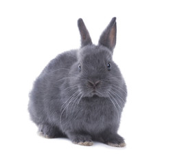 Portrait of a gray fluffy dwarf rabbit. Isolated on white backgr