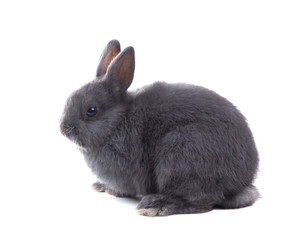 Gray fluffy dwarf rabbit isolated on white background
