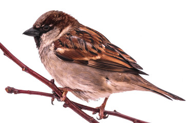 Isolated single sparrow on tree branch