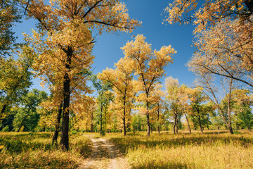 Path Road Way Pathway On Sunny Day In Autumn Forest Woods