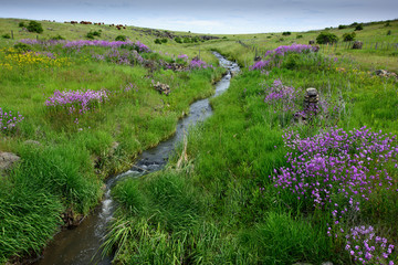 Flowers and Stream