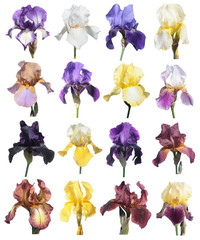 Different irises isolated on white background. Iris flower. Set of flowers isolated on white