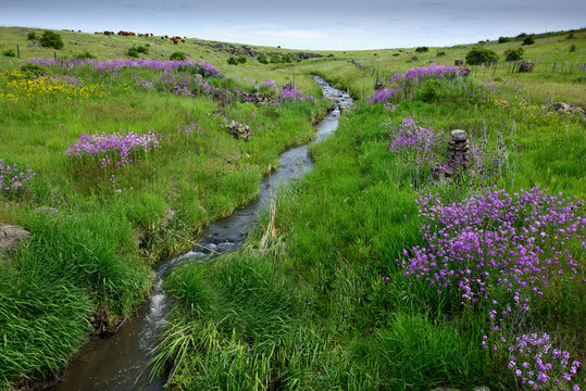 Flowers and Stream