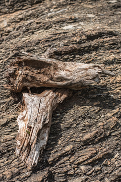 Two dry timbers on the rock background.