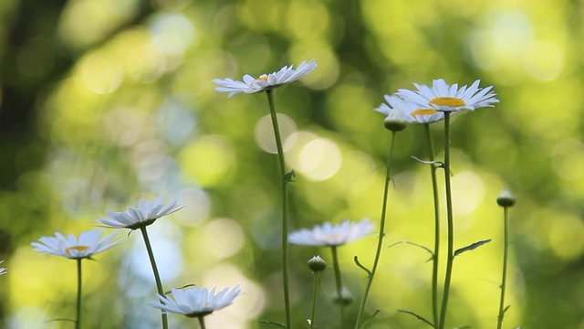 Daisies in the summer breeze