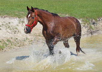  Satisfied chestnut horse lifts splashes in a pond
