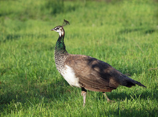  Beautiful young peahen on a green grass