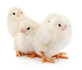 Four cute chicks.