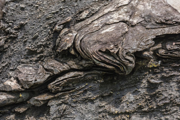 Texture of Calc-silicate rock (Metamorphic rock). Selective Focu