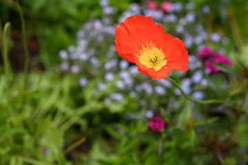 Obraz premium Poppy flower