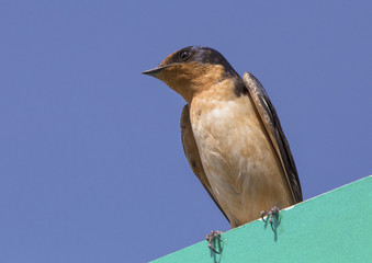 Barn Swallow perched on street sign, Colorado