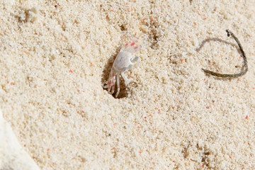 Horned ghost crab on a white sand beach