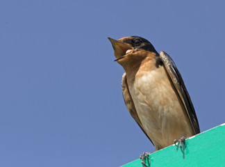 Barn Swallow perched on street sign, Colorado