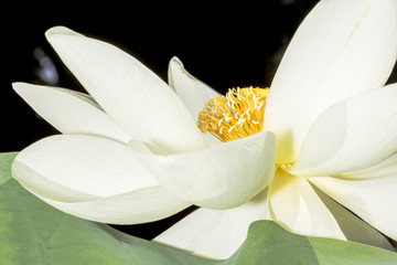 White lotus flower blossoming