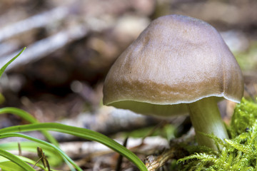 Close-up of tiny mushroom