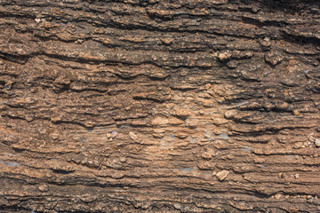 Texture of Calc-silicate rock (Metamorphic rock).