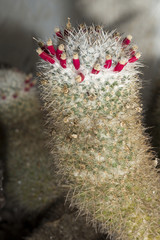 Spiny cactus with tiny red flowers
