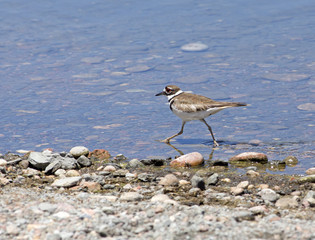 Killdeer in a lake - Colorado