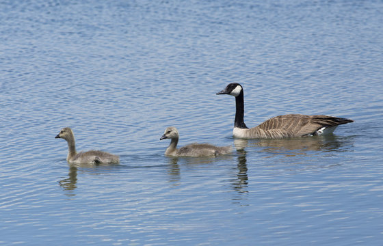 Canada Geese lead their young goslings - Colorado