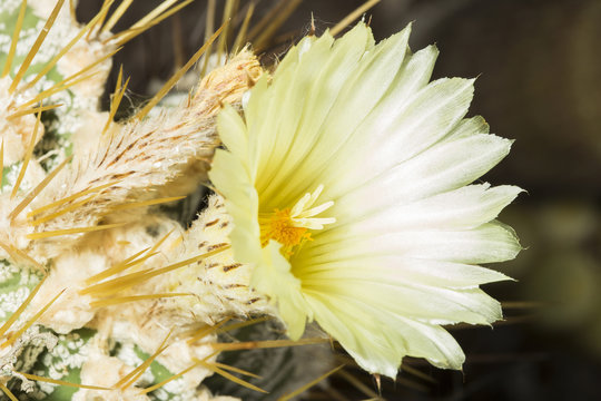 Yellow flower a Parodia magnifica cactus