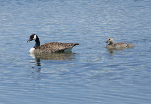 Canada Geese lead their young goslings - Colorado