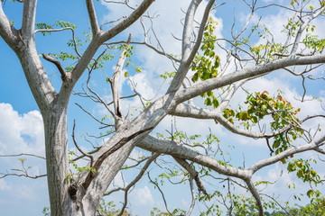 Fototapeta na wymiar Tree on a blue sky background.