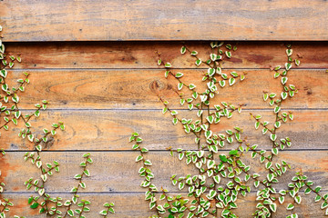 Wood wall covery by ivy plant