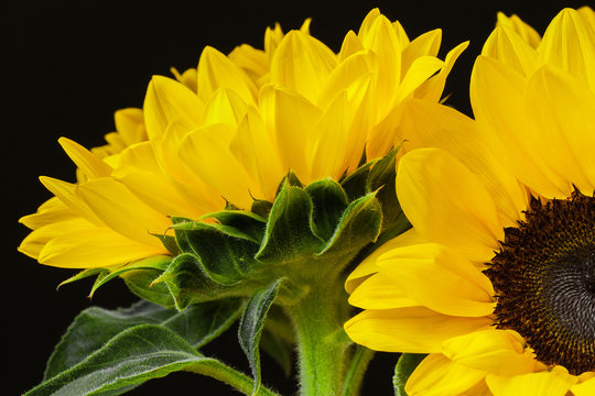 Several bright sunflowers on a black background