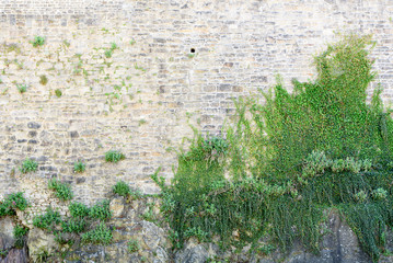 Plant on stone wall