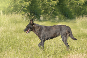 black dog (dog in profile) dog stands