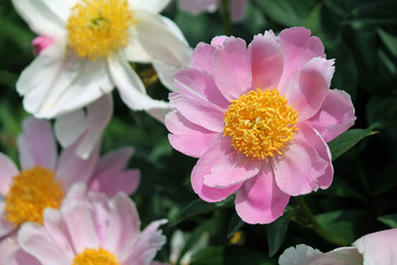Pink Flower in Full Bloom