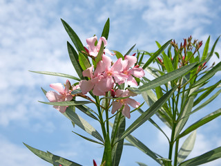 Oleander, Nerium oleander, Rosenlorbeer