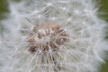 dandelion close-up