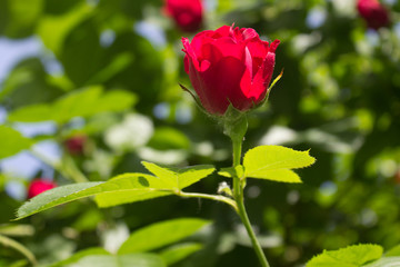 Red Rose