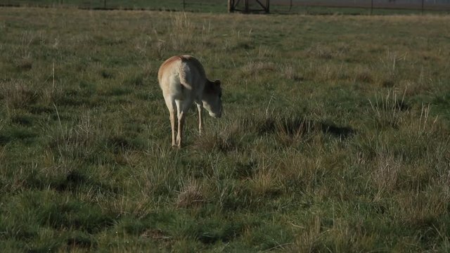 Saiga Antelope Grazing in Meadow Beside Barrage in National Reserve