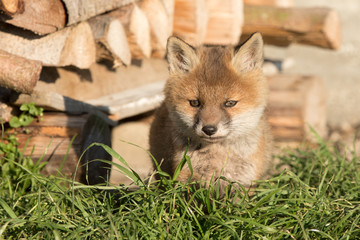 Fuchs Welpen