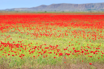 poppy field with mountain, kazakhstan, central asia © ilyshev.photo