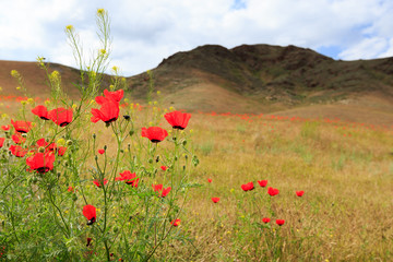 poppy field with mountain, kazakhstan, central asia