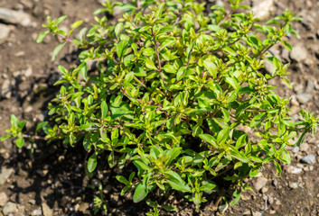 Gartenkräuter Majoran Origanum majorana