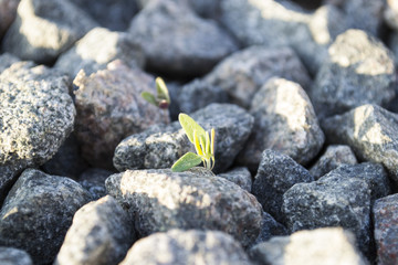 Green shoots make their way through the rocks
