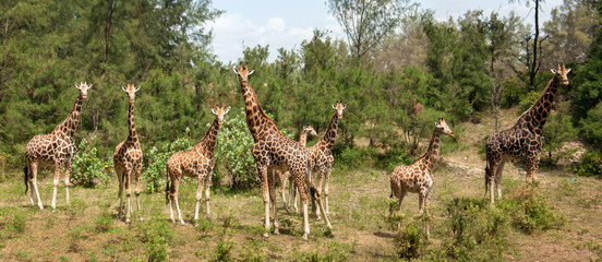 Huit girafes sur la clairière