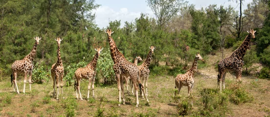 Papier Peint photo autocollant Girafe Huit girafes sur la clairière