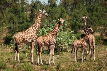 Four giraffes on the grass