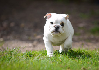Fototapeta premium puppy playing outside