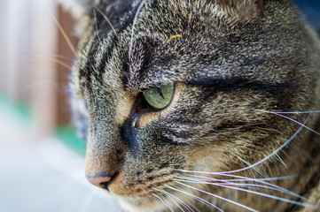 Portrait einer Main Coon Mix Katze